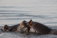 Pirschfahrt mit dem Boot im Chobe Nationalpark