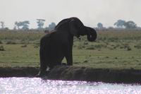 Pirschfahrt mit dem Boot im Chobe Nationalpark