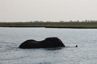 Pirschfahrt mit dem Boot im Chobe Nationalpark