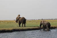 Pirschfahrt mit dem Boot im Chobe Nationalpark