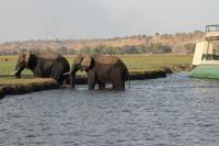 Pirschfahrt mit dem Boot im Chobe Nationalpark