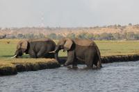 Pirschfahrt mit dem Boot im Chobe Nationalpark