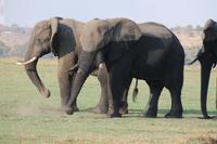 Pirschfahrt mit dem Boot im Chobe Nationalpark