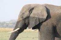 Pirschfahrt mit dem Boot im Chobe Nationalpark