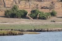 Pirschfahrt mit dem Boot im Chobe Nationalpark