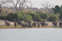 Pirschfahrt mit dem Boot im Chobe Nationalpark