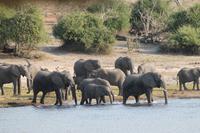 Pirschfahrt mit dem Boot im Chobe Nationalpark