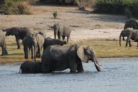 Pirschfahrt mit dem Boot im Chobe Nationalpark