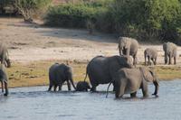 Pirschfahrt mit dem Boot im Chobe Nationalpark