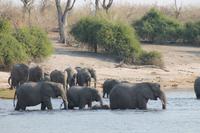 Pirschfahrt mit dem Boot im Chobe Nationalpark