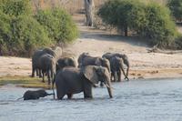 Pirschfahrt mit dem Boot im Chobe Nationalpark