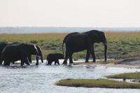 Pirschfahrt mit dem Boot im Chobe Nationalpark