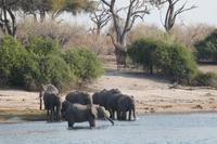 Pirschfahrt mit dem Boot im Chobe Nationalpark