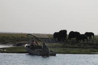 Pirschfahrt mit dem Boot im Chobe Nationalpark