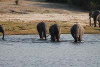Pirschfahrt mit dem Boot im Chobe Nationalpark