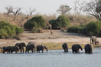 Pirschfahrt mit dem Boot im Chobe Nationalpark