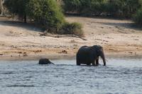 Pirschfahrt mit dem Boot im Chobe Nationalpark