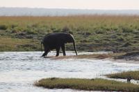 Pirschfahrt mit dem Boot im Chobe Nationalpark