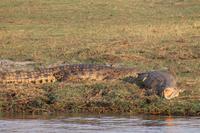 Pirschfahrt mit dem Boot im Chobe Nationalpark