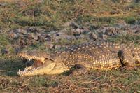 Pirschfahrt mit dem Boot im Chobe Nationalpark