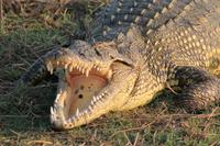 Pirschfahrt mit dem Boot im Chobe Nationalpark