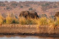 Pirschfahrt mit dem Boot im Chobe Nationalpark