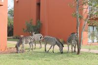 Zebras am Zambesi Sun Hotel