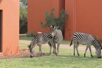 Zebras am Zambesi Sun Hotel