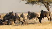 Ausfllug Makgadikgadi Salzpfannen