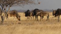 Ausfllug Makgadikgadi Salzpfannen