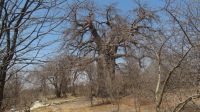 Baobab Planet