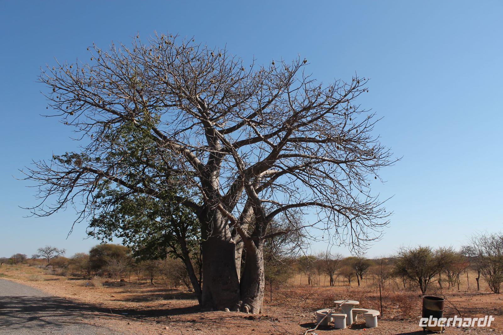 Baobab