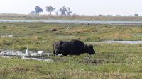 Bootsfahrt auf dem Chobe