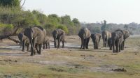 Bootsfahrt auf dem Chobe