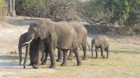Bootsfahrt auf dem Chobe