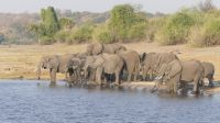Bootsfahrt auf dem Chobe