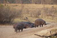 Bootstour Okavango