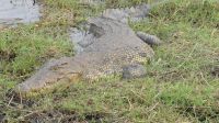 Bootstour auf dem Chobe