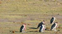 Botswana - Bootsfahrt auf dem Chobe - Marabus