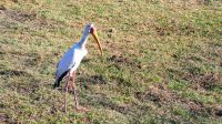 Botswana - Bootsfahrt auf dem Chobe - Nimmersatt