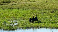 Botswana - Bootsfahrt auf dem Chobe - Schlangenhals-Vogel