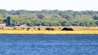 Botswana - Bootsfahrt auf dem Chobe
