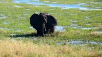 Botswana - Bootsfahrt auf dem Chobe