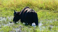 Botswana - Bootsfahrt auf dem Chobe