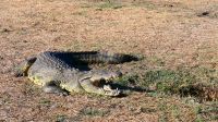 Botswana - Bootsfahrt auf dem Chobe