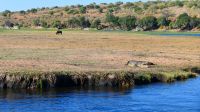 Botswana - Bootsfahrt auf dem Chobe