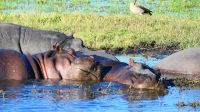 Botswana - Bootsfahrt auf dem Chobe