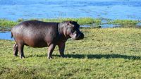 Botswana - Bootsfahrt auf dem Chobe
