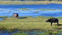 Botswana - Bootsfahrt auf dem Chobe