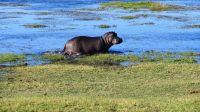 Botswana - Bootsfahrt auf dem Chobe